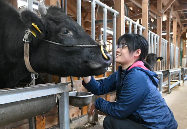 Kỹ sư chăn nuôi, thú y, nam nữ, quản lý trại bò sữa, Ibaraki, Tochighi, Nhật Bản
